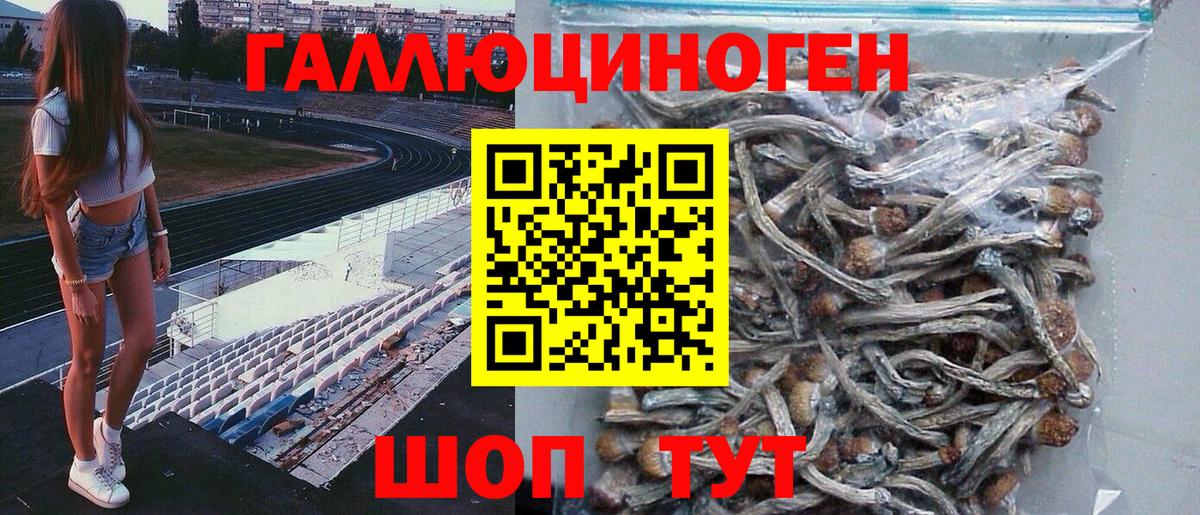 Дзержинск  Псилоцибиновые грибы Psilocybine cubensis  Вход с VPN 